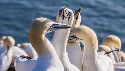 开云-爱游戏-欧冠夺冠赔率：曼城巴黎利物浦拜仁领跑 皇马仅第5