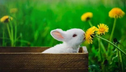 PG电子平台网站：开启你的娱乐新世界